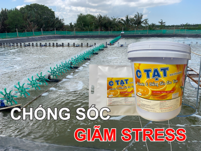 C TẠT 
