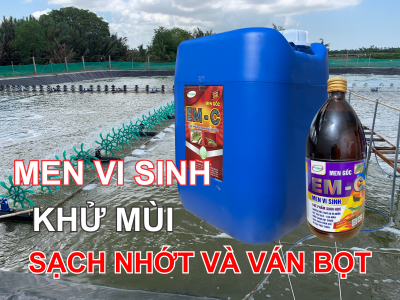 EM GỐC
