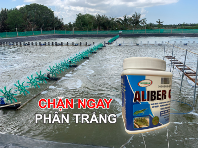 ALIBER C