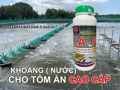 KÍCH THÍCH TÔM LỘT VỎ PHÒNG NGỪA CONG THÂN