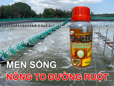 MEN SỐNG - NÔNG TO ĐƯỜNG RUỘT