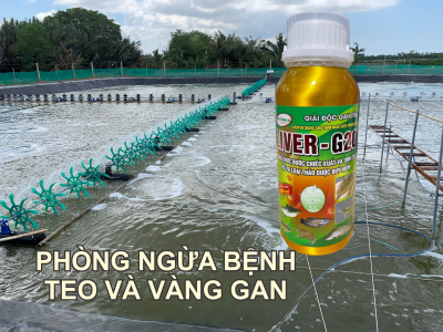 THẢO DƯỢC ĐẶC TRỊ BỆNH GAN 