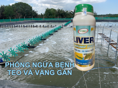 GIẢI ĐỘC GAN TÔM
