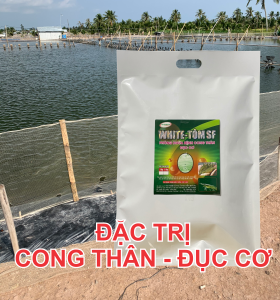 TRỊ CONG THÂN ĐỤC CƠ