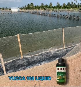 YUCCA HẤP THU KHÍ ĐỘC NGAY TỨC THÌ