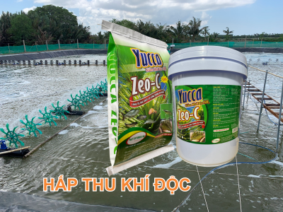 YUCCA HẤP THU KHÍ ĐỘC  CẤP CỨU TÔM NỔI ĐẦU